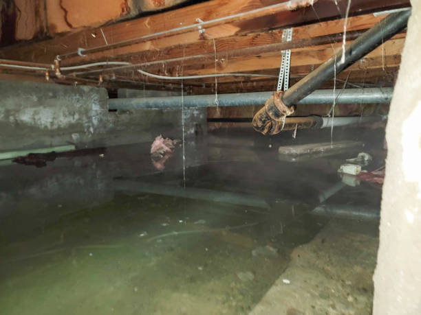 Best Professional water damage repair  in Dixon, IL